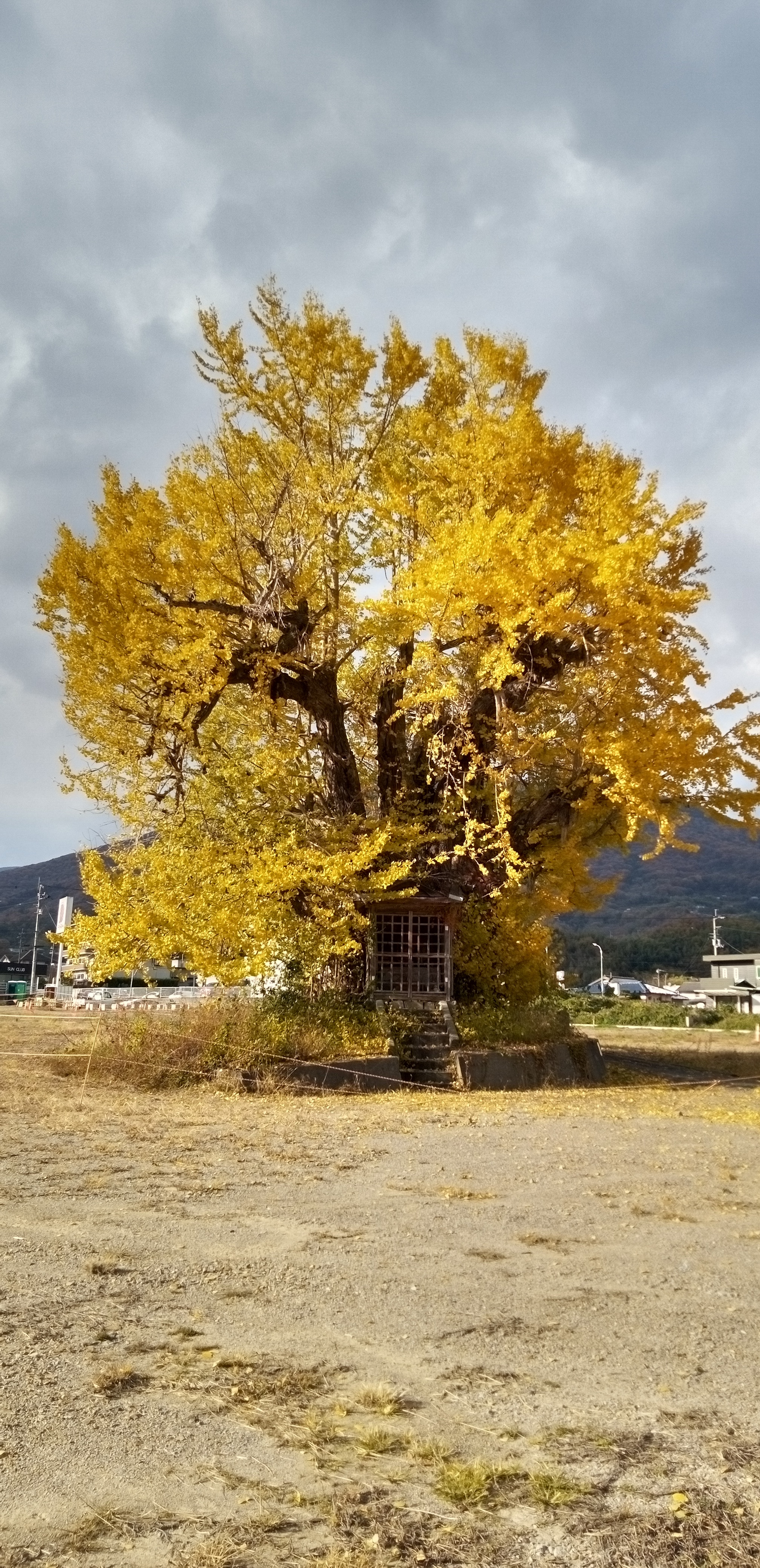 サムネイル画像